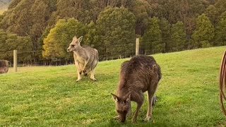 Eastern Grey Kangaroos Keep the Lawn Trimmed