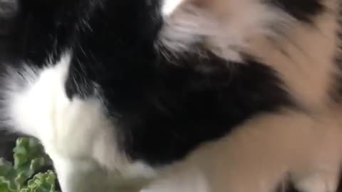 Green Eyed Cat Licks Lips in