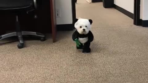 Cute dog 🐶 castam 🐼 panda