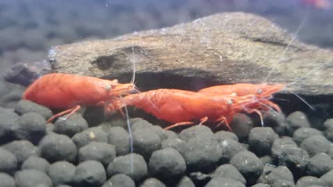 Fire Red Shrimp