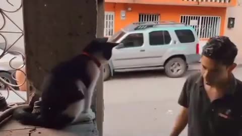 Blessing cat funny videos