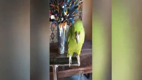 talking parrots great way