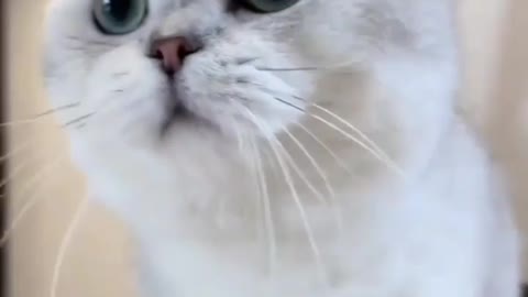 Cute cat