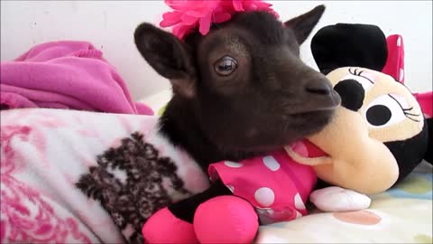 Baby goat relaxes in pajamas