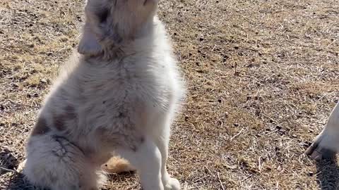 Bottle Calf Gives Puppy some Love