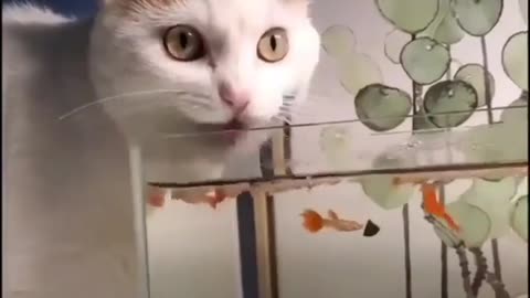 {cat playing with a fish}