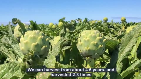 Amazing Agriculture Technology Artichoke Cultivation - Artichokes Harvest & Processing in Factory