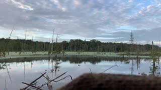 Duck Hunting 2020 • Louisiana early teal season - blue wings on a string