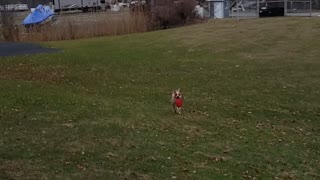 Hailey the Cattle dog playing catch.