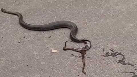 OMG snake was giving birth on road