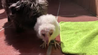 A gentle dog has befriended this newborn owl chick