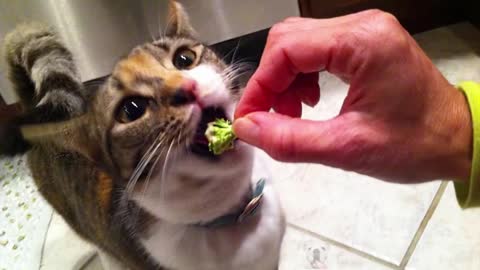 Loving Cat Eating Reaction Funny Meme Viral