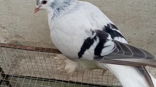 Sabaz Green Silver pegions outstanding colourful birds