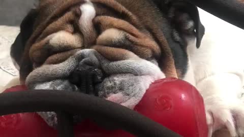 Bulldog sleeps with her favourite toy
