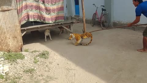 Funny Tiger Prank On Dogs. See Crazy Reaction