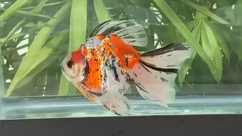 Ryukin Goldfish