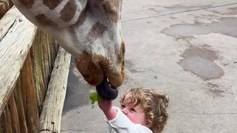 Happy boy feeding a giraffe with vegetables