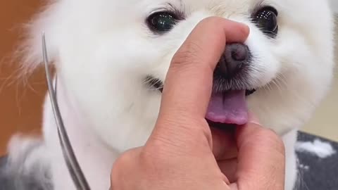 Cute wite dog video cutting