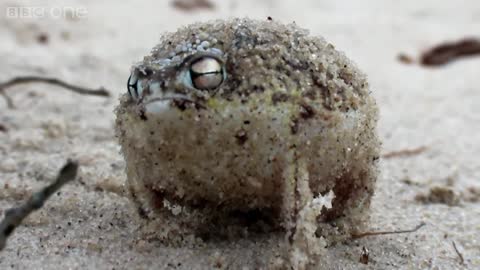 Cute Animals|Super Cute | a angry squeaking Frog