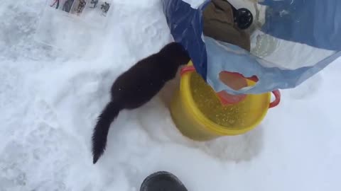 Mink came to ask fish from the fisherman