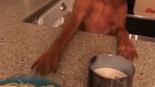 Brown dog whines at spaghetti plate