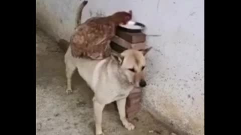 Funny friend dog & hen