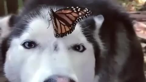 the dog and a butterfly