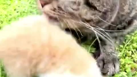 😇 Laugh non-stop with these funny cat 😹 - Funniest cat Expression Video 😇 - Funny Cat Life