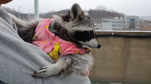 Raccoon is holding his brother and watching the snow fall.