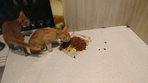 Cat 🐈🐈 eating food video