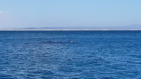 Southern right whale and her calf