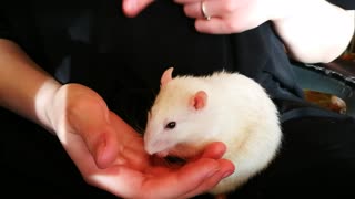 Adorable white rat washing