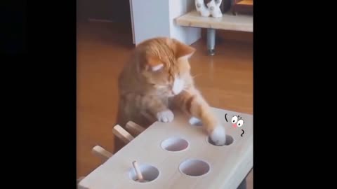 Funny confused Cat