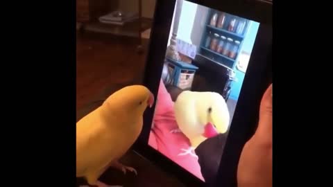 A parrot watching itself in the mirror