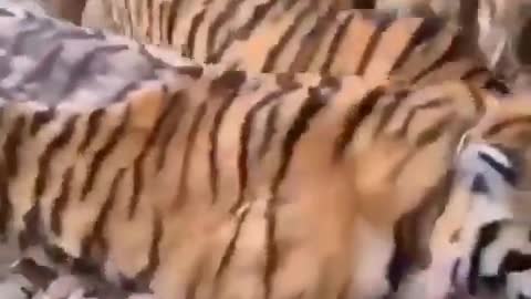 tiger lunch