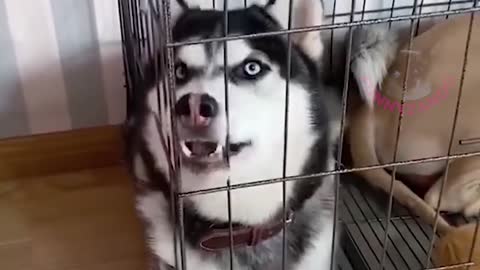 🤣 ANIMAIS ENGRAÇADOS 2021 - ESPECIAL HUSKY 🤣 FUNNY HUSKY MOMENTS