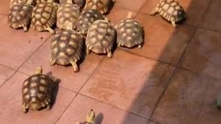how many turtles in one place