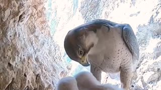 hawk feeding its chicks 😱🦅