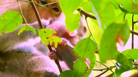 Adorable baby monkey 💕 show about the style after get milk ! Popular daily