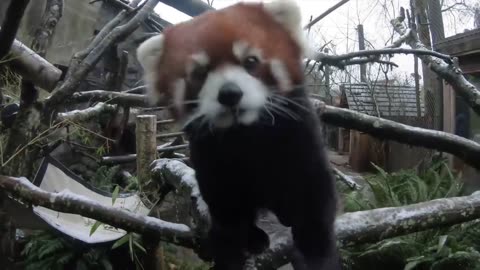 One Hour Of Red Pandas Eating Crunchy Snacks