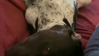 Sleep Barking. Cutest thing ever