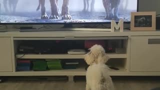 A cute dog doesn't like those scary hyenas in the lion king movie