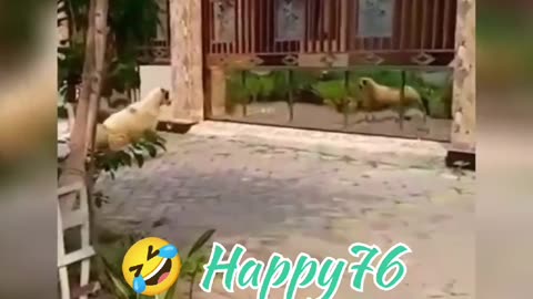 😀 Happy76 😂 funny videos compilation panks 🤣