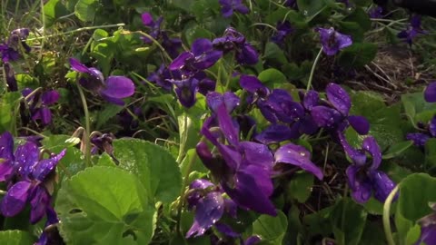 FLOWERS CAN DANCE!!! Amazing nature/ Beautiful blooming flower time lapse video