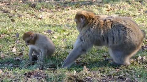 Manki and family