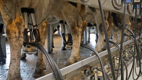 Farm for breeding cows. Milking plant. Milking of cows. A close up shot