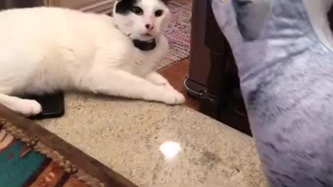 My cat new friend, watch her reaction when she meet him ......... 🐱😱