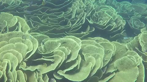Cabbage Coral in Fiji
