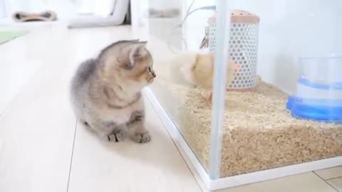 Kitten Kiki greets a tiny chicks for the first tim