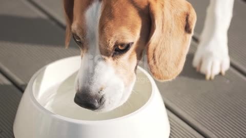 Beagle Dog Drinking Water Out Of His Outdoor